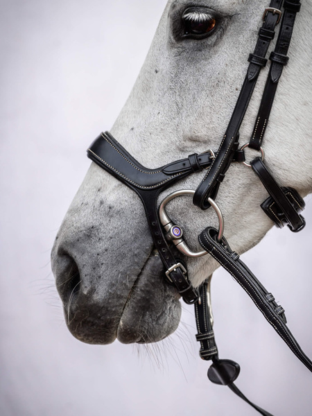 Pioneer Bridle + Dubai Flat Dressage Reins