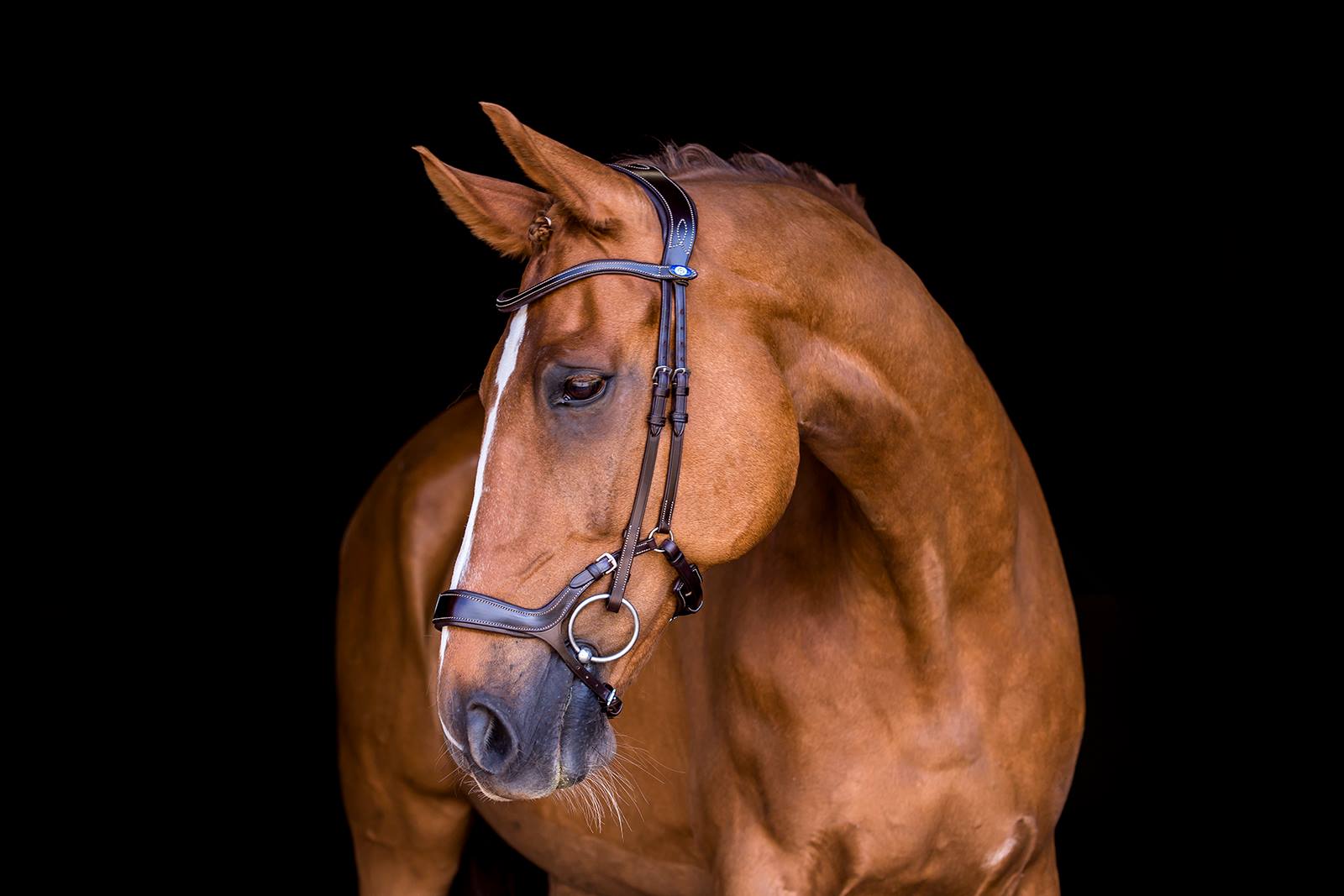 Pioneer Bridle + Dubai Flat Dressage Reins