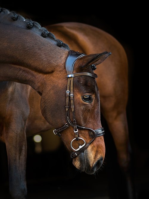 High Jump Bridle + Reins Santa Fe