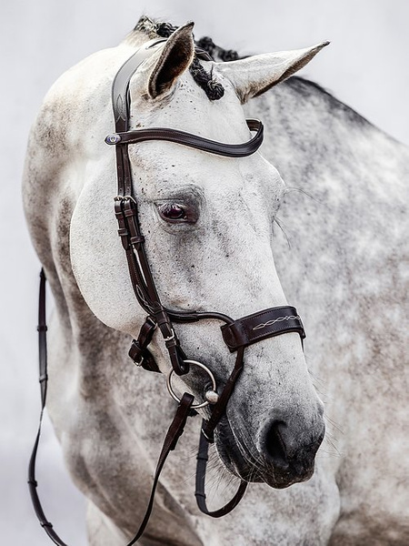 High Jump Bridle + Reins Santa Fe