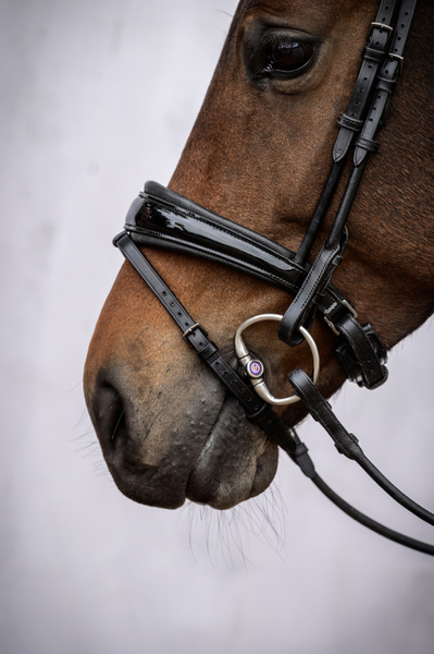 GP Lacquered Bridle - Black Padding