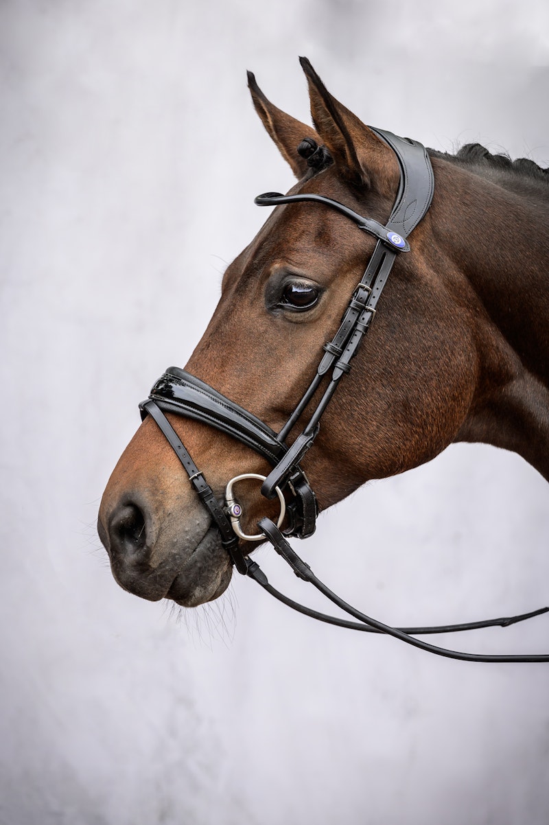 GP Lacquered Bridle Black Padding + Reins Softy / Supergrip