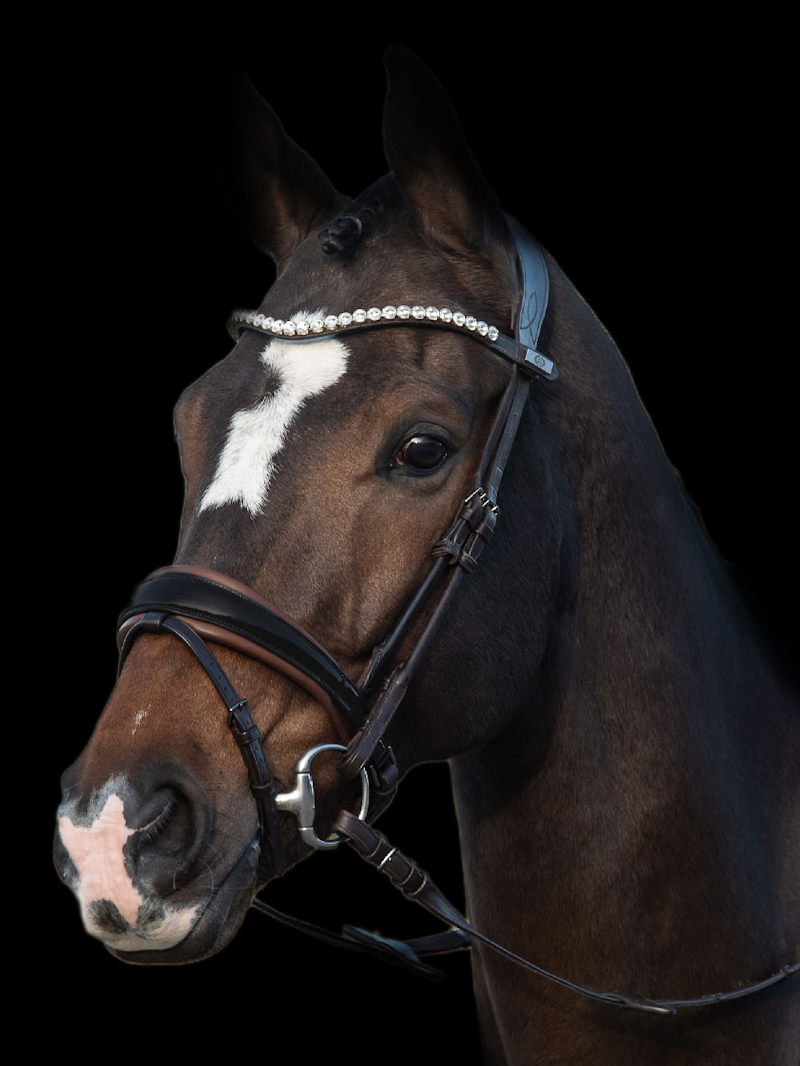 GP Bridle with Brown Padding + Reins Softy / Supergrip