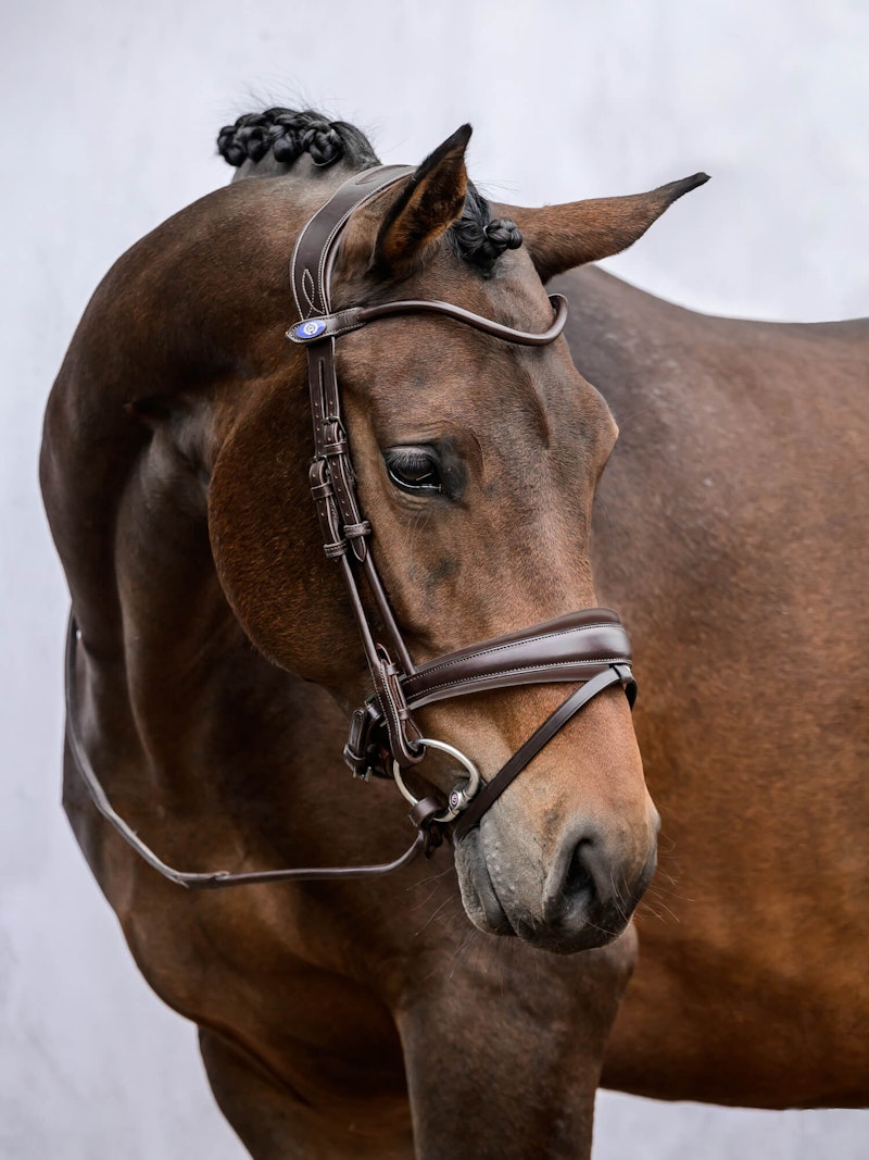 GP Bridle with Brown Padding GP Bridle with Brown Padding