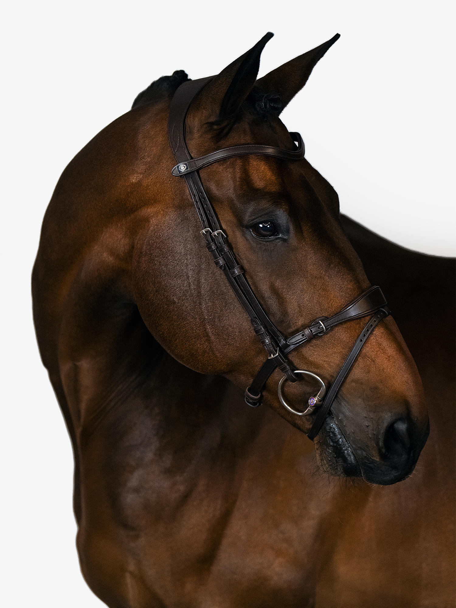 WILD SWANS FULL GRAIN BRIDLE / CLIPPER Ⅲ The timeless and high-quality leather is known as 