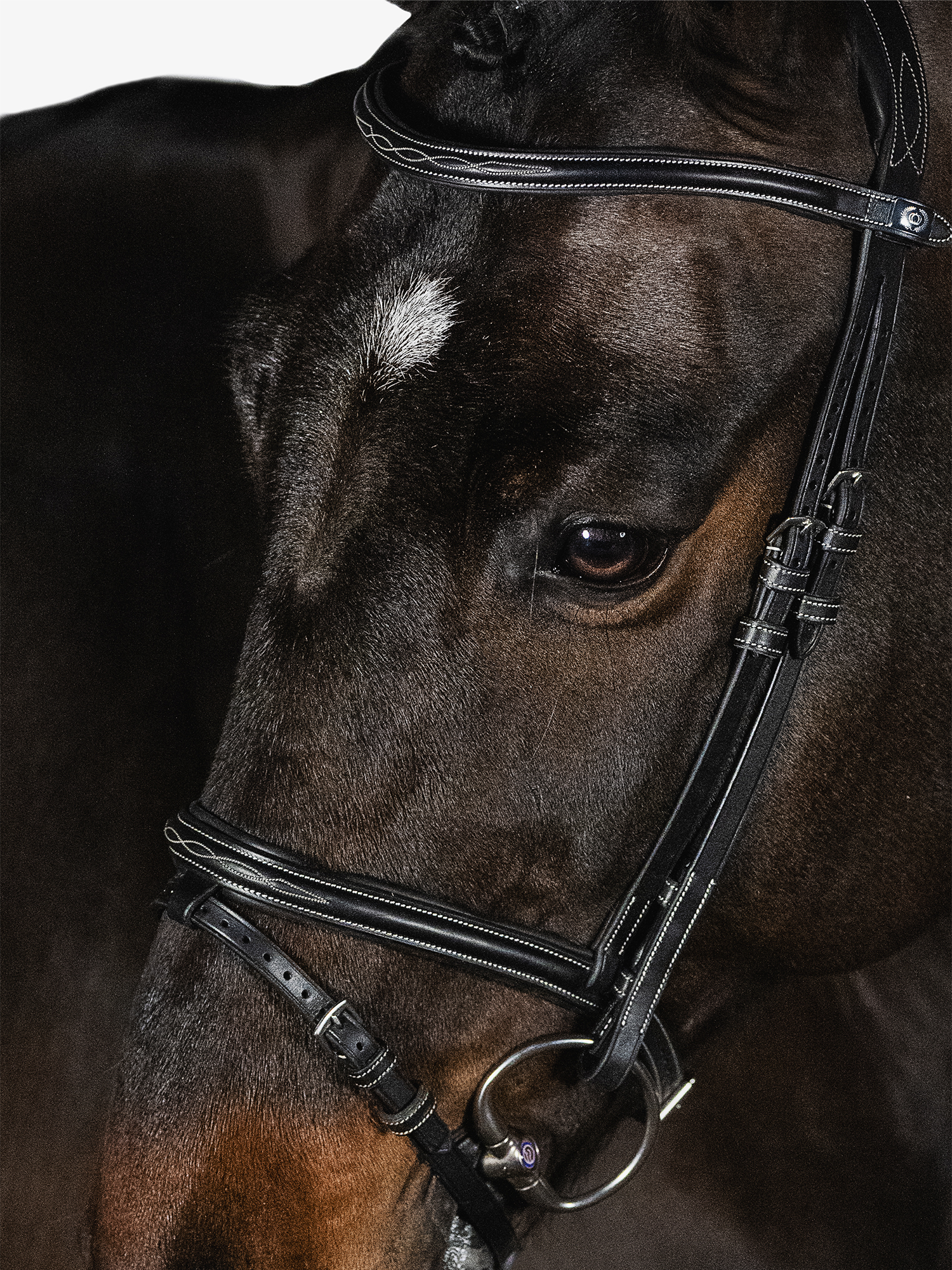 Stockholm Bridle