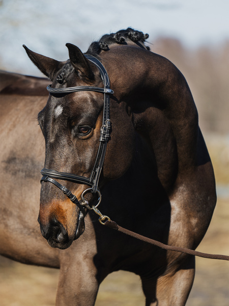 Stockholm Bridle