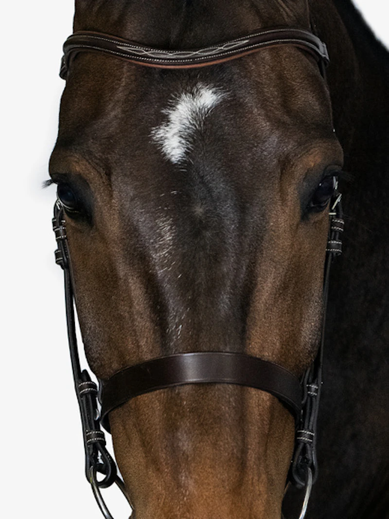 Wellington Bridle Wellington Bridle