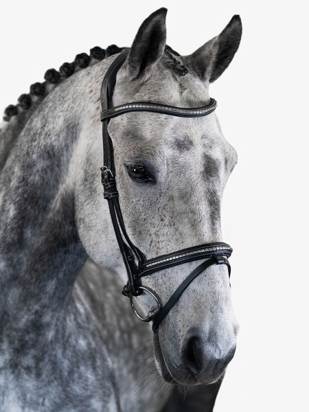 Amsterdam Bridle