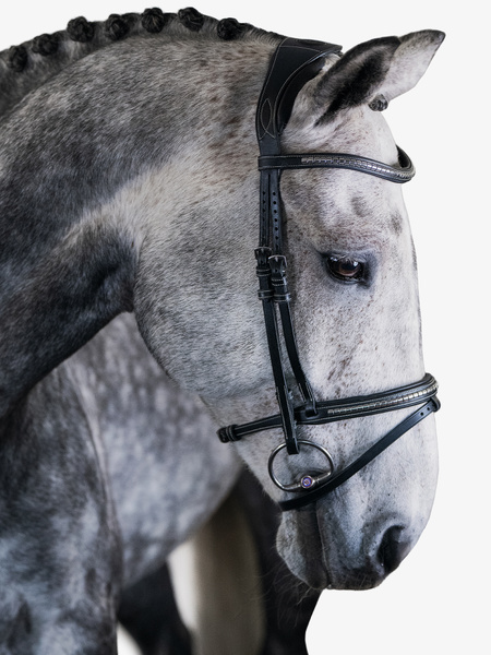 Amsterdam Bridle