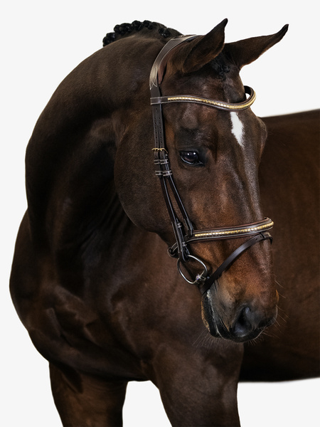 Antwerp Bridle