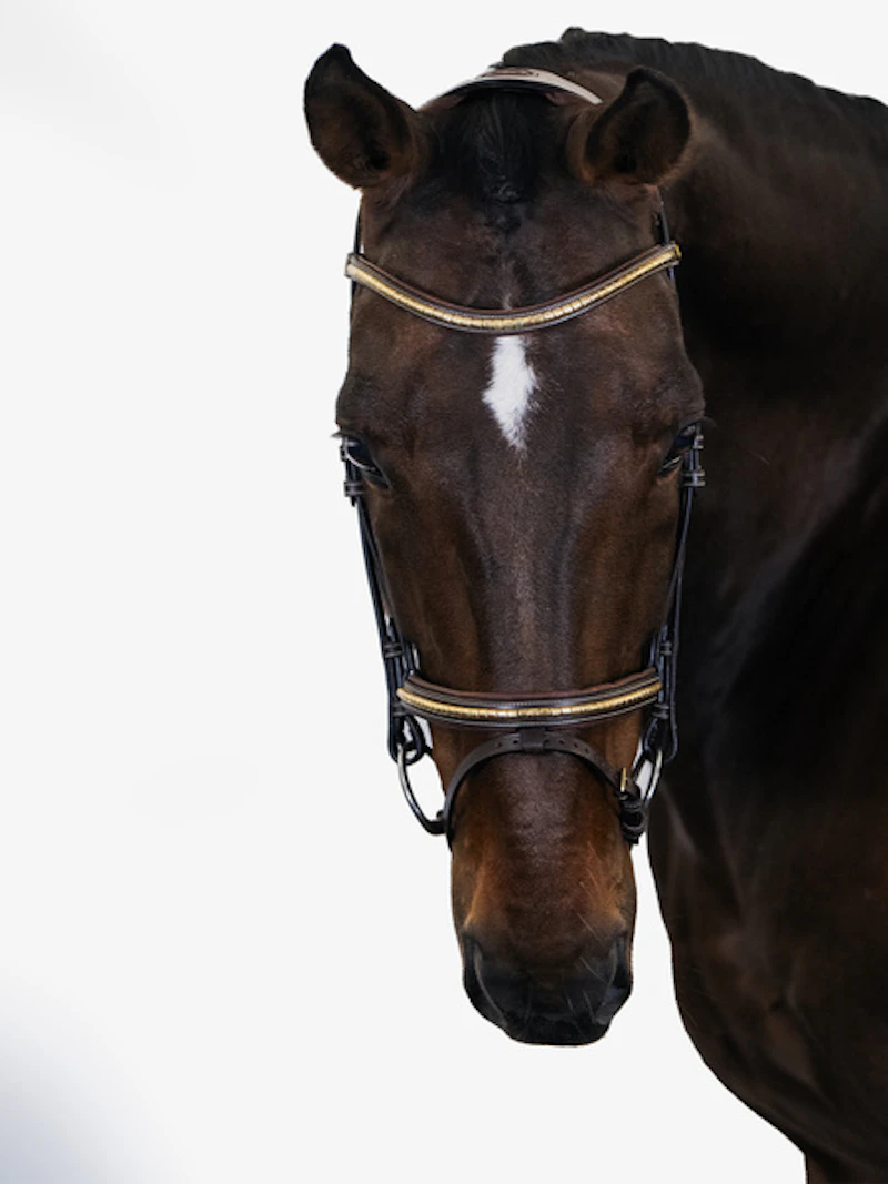 Antwerp Bridle Antwerp Bridle