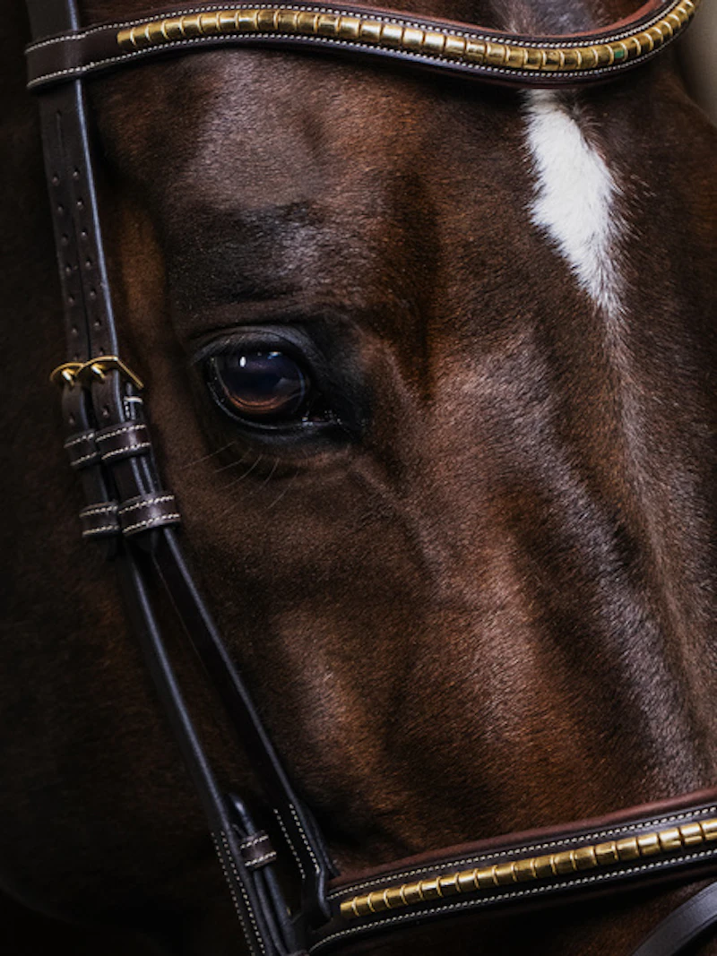 Antwerp Bridle Antwerp Bridle