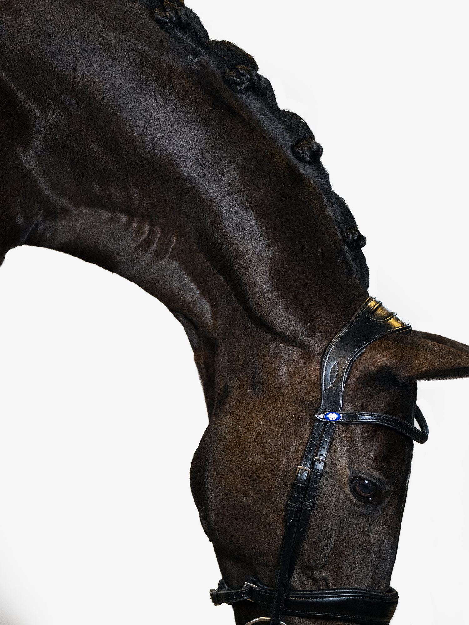 Flying Change • Anatomical Bridle • PS of Sweden