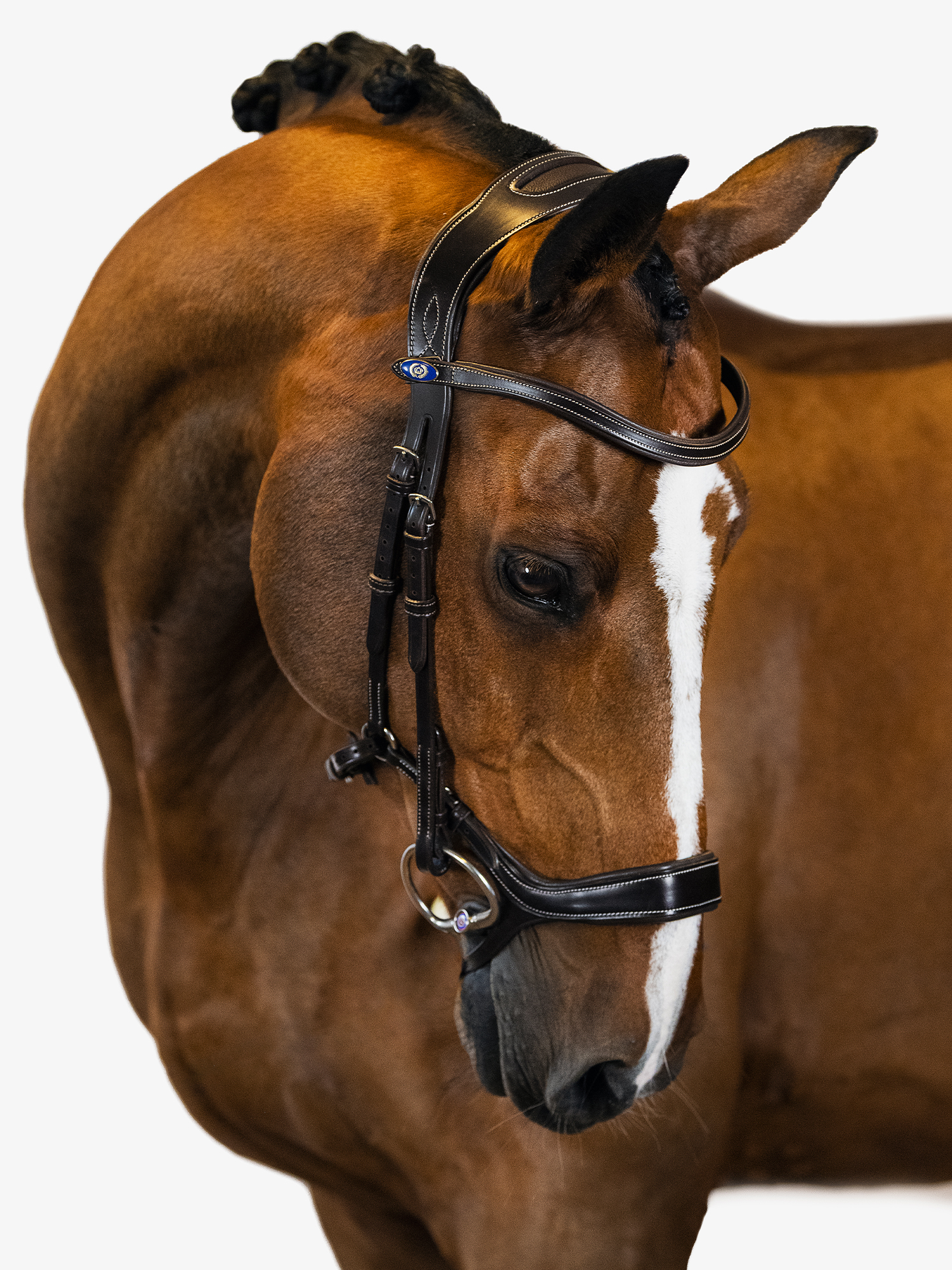 Bridle Pioneer