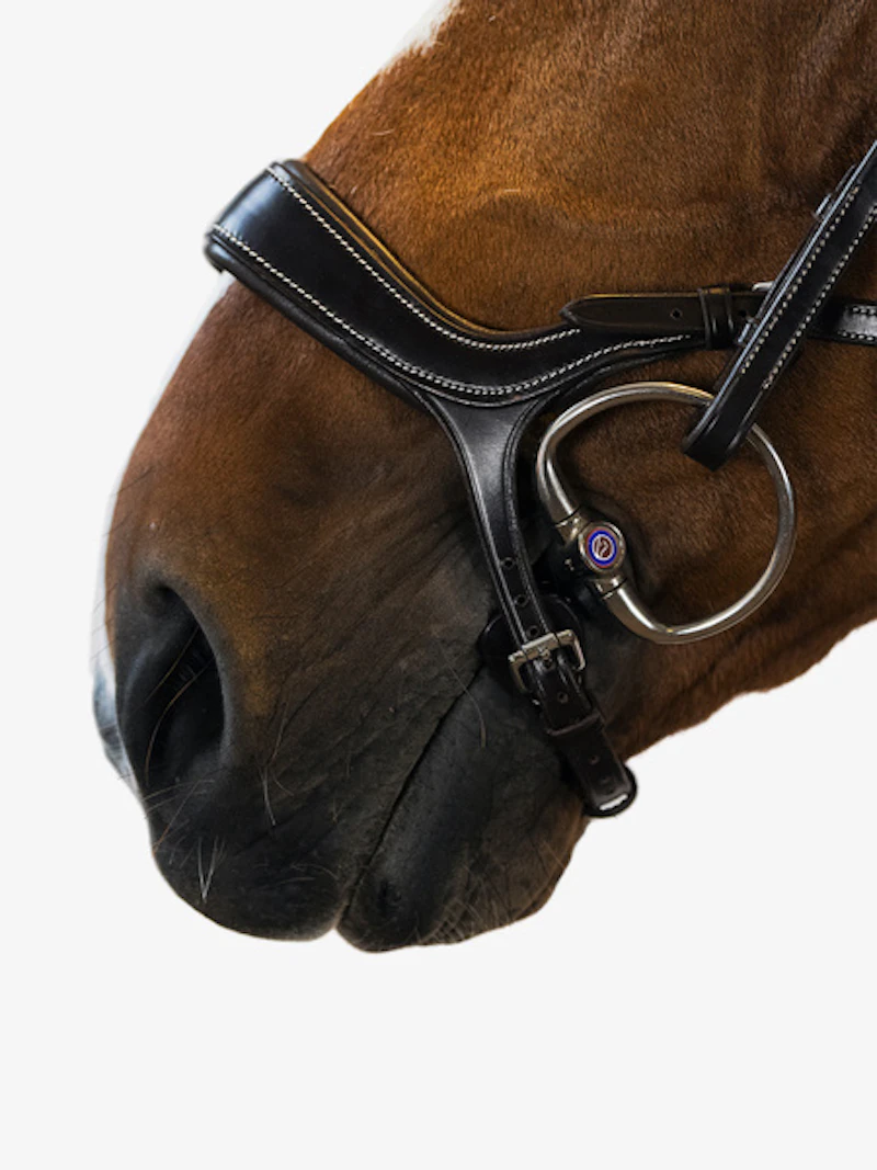 Bridle Pioneer Bridle Pioneer