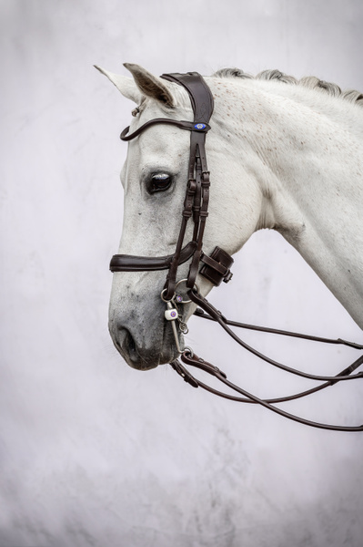Double Bridle Paragon