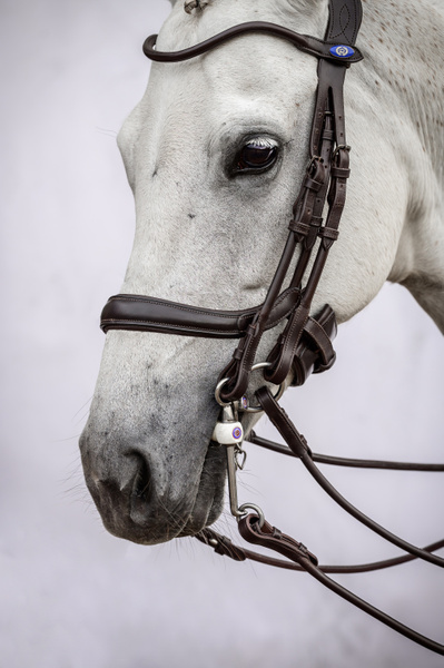 Double Bridle Paragon