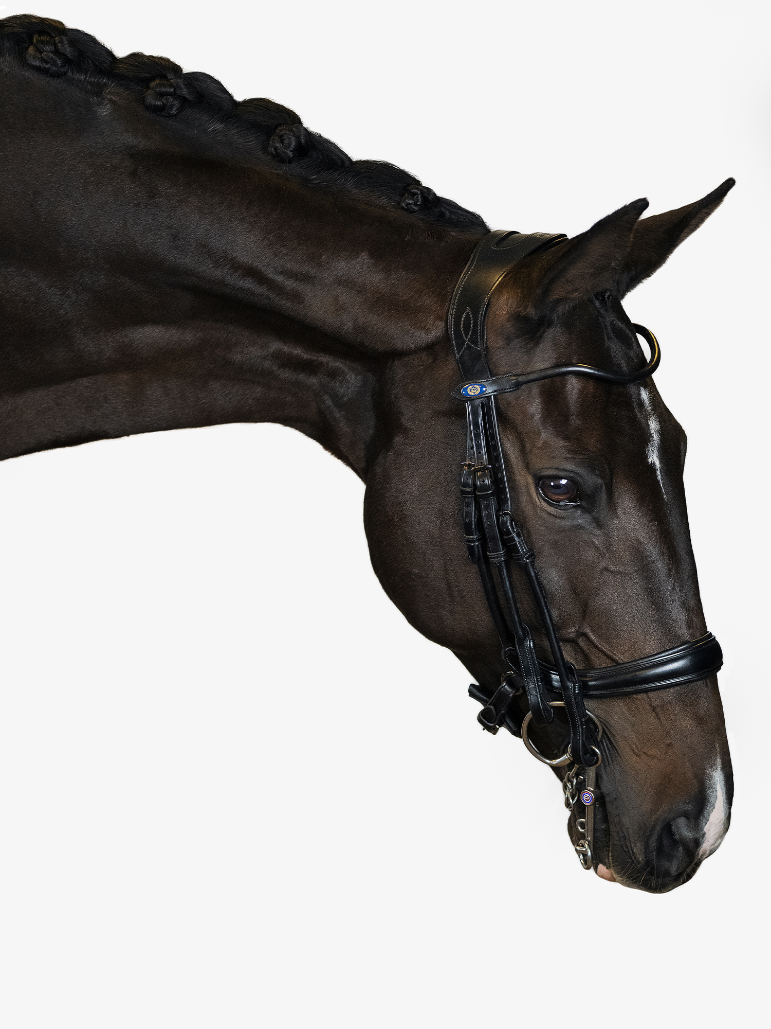 Double Bridle Paragon