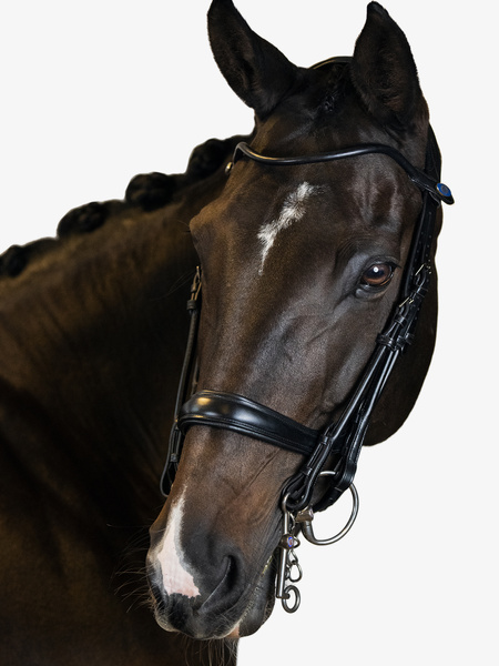 Double Bridle Paragon