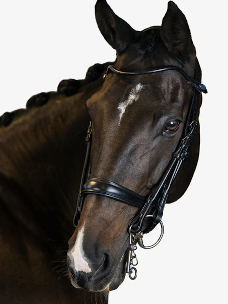 Double Bridle Paragon Double Bridle Paragon