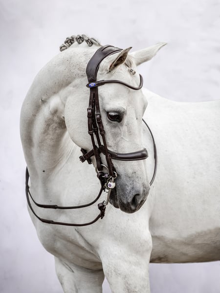 Double Bridle Paragon