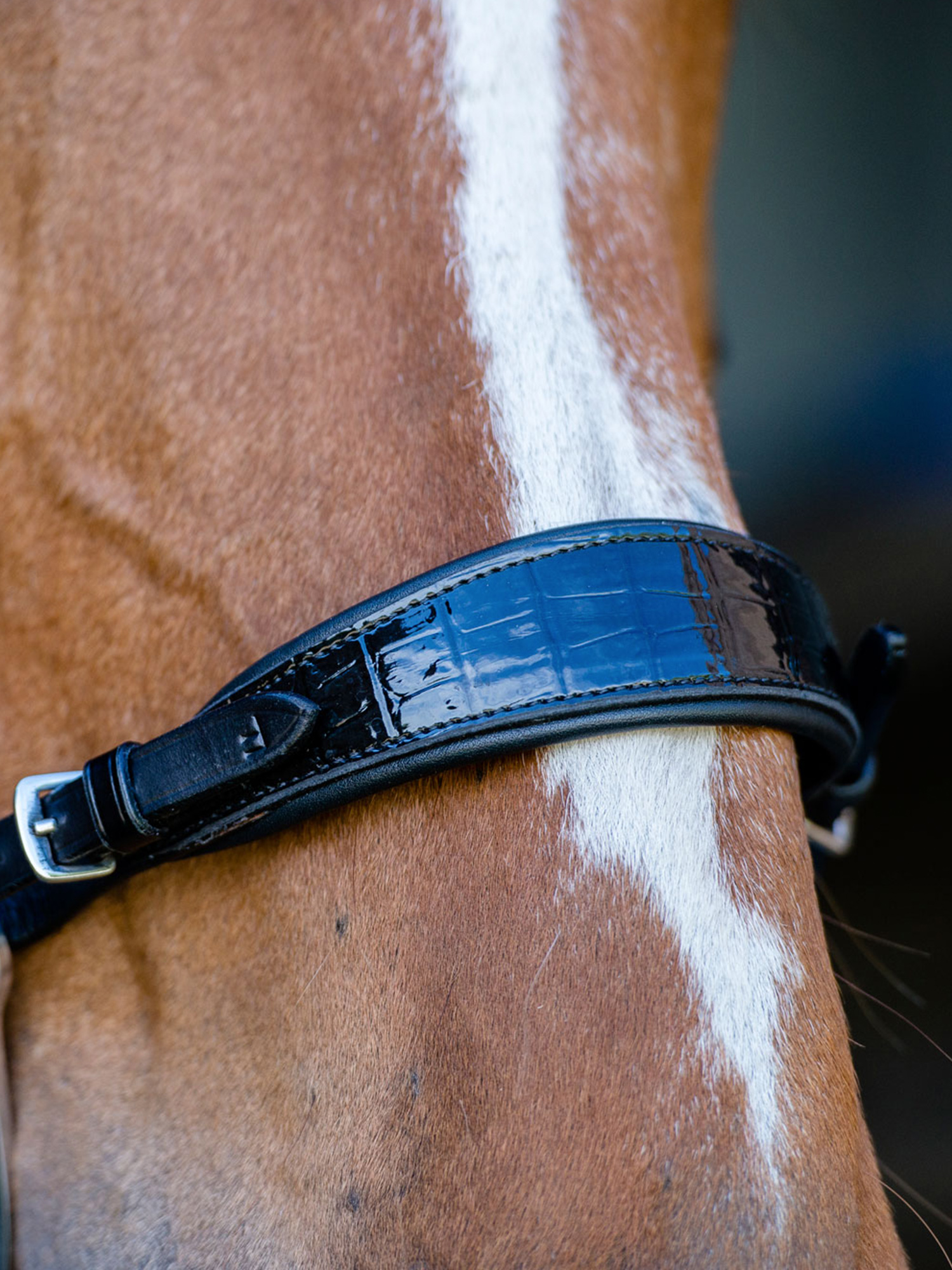 Noseplate Hackamore Lacquered Croco