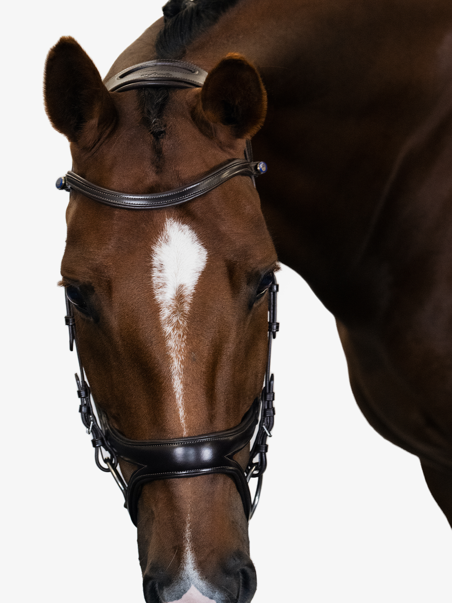 5 Leather Bridle w/White Stitching,