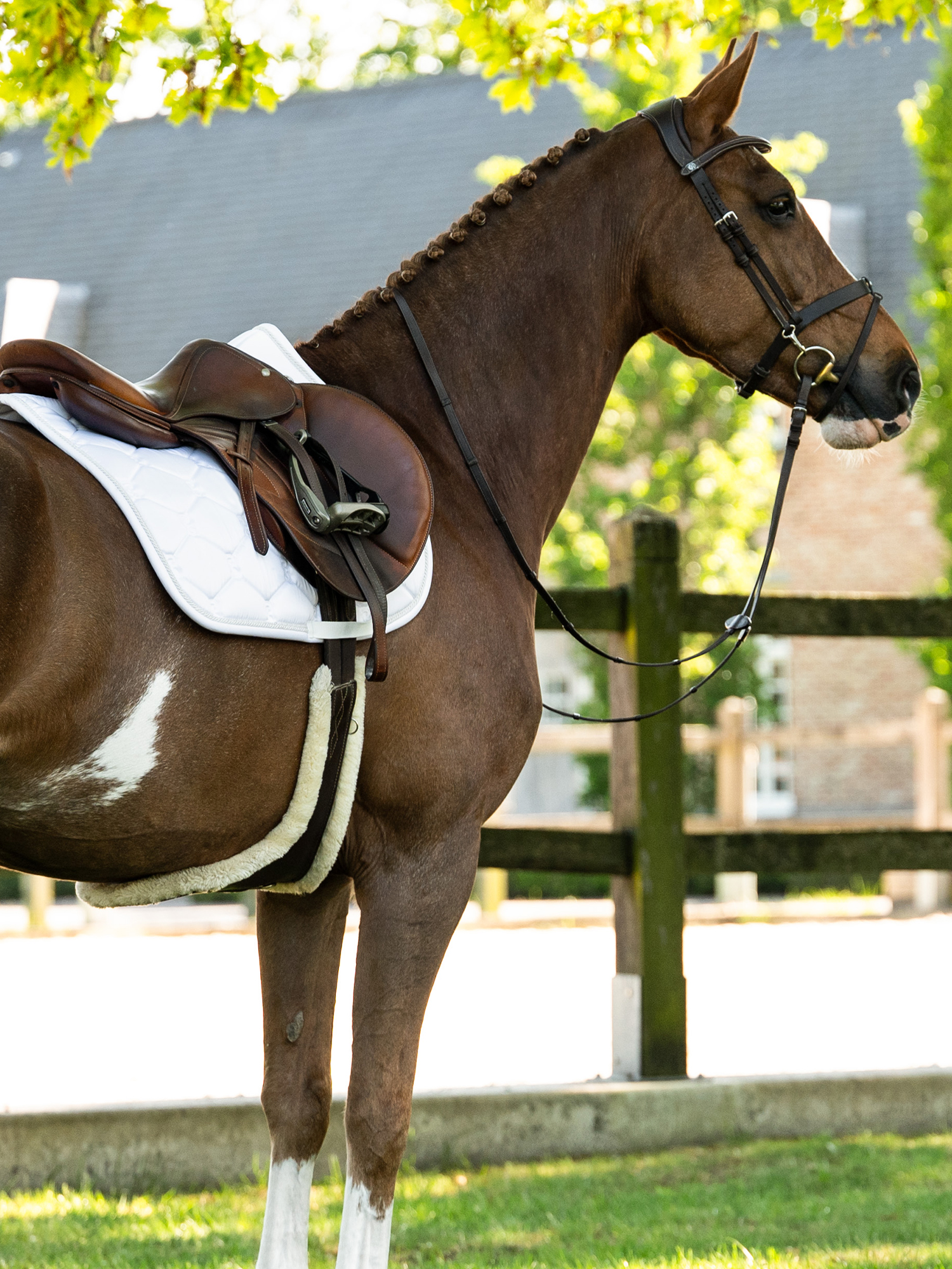 Saddle Pad Jump Signature