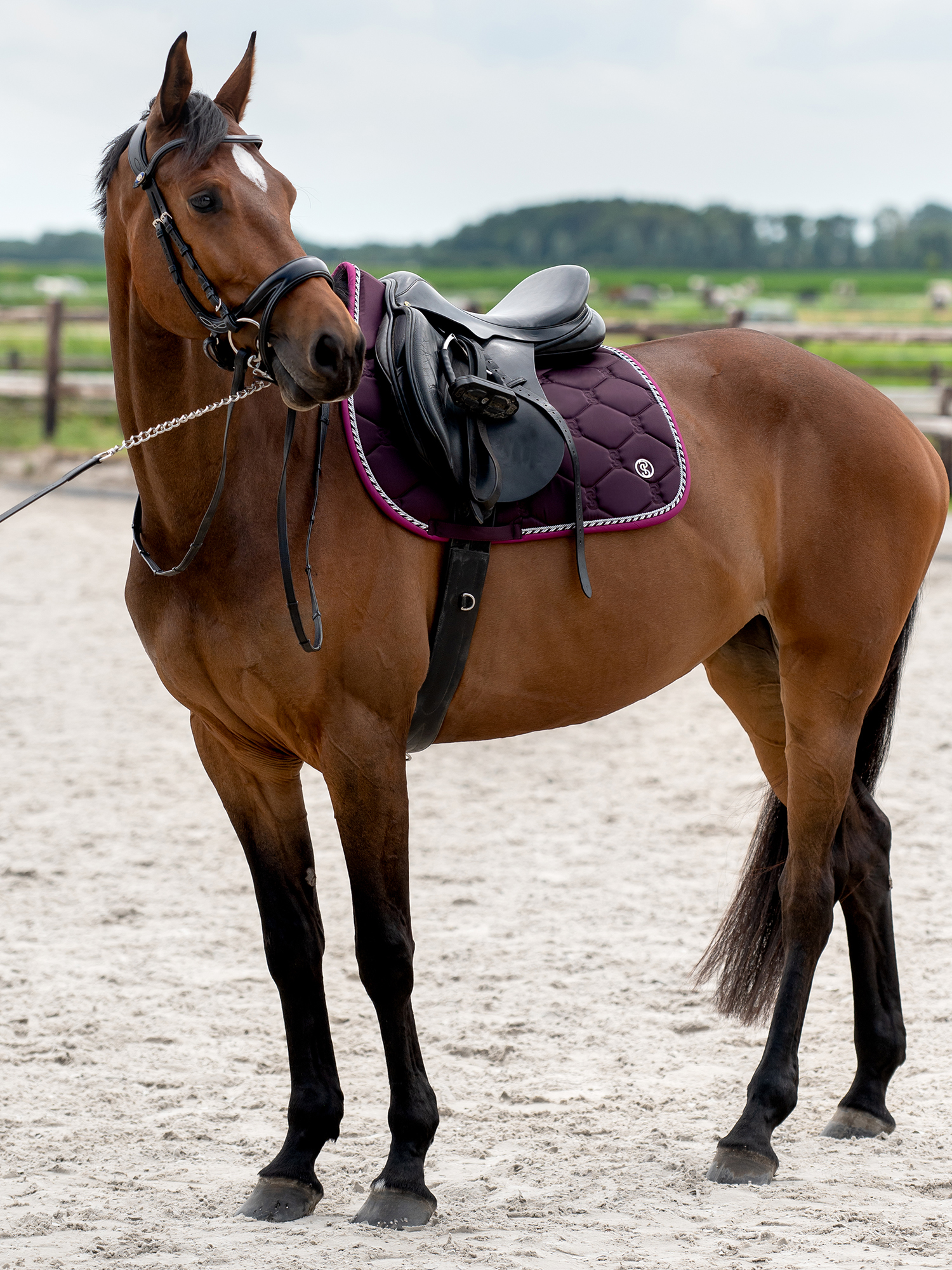 Saddle Pad Jump Signature