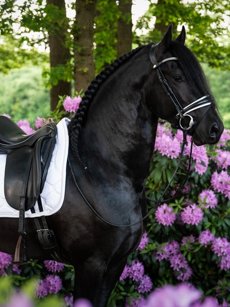 Saddle Pad Dressage Signature