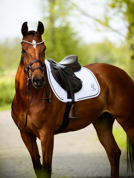 Saddle Pad Jump Elite