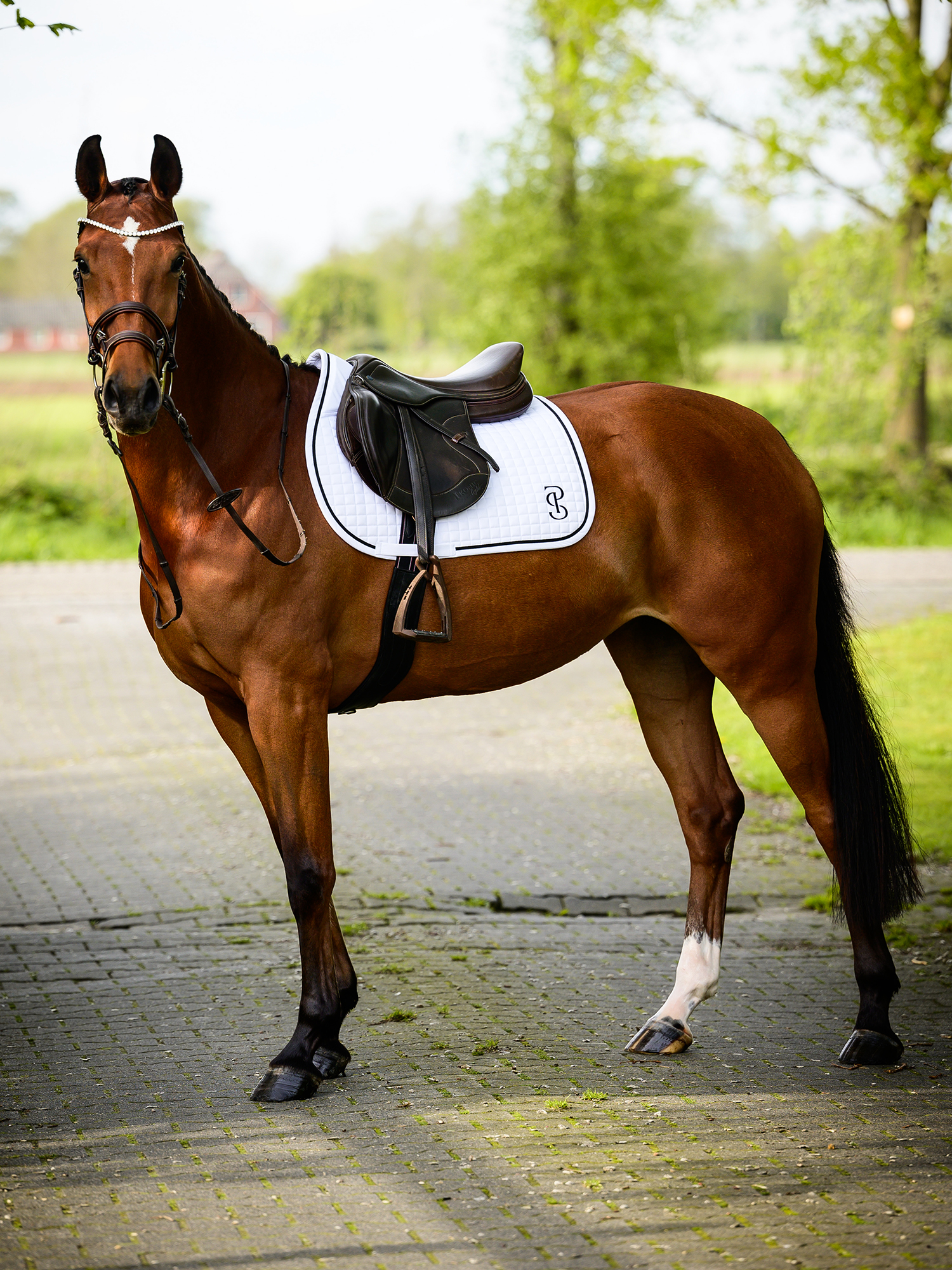 Saddle Pad Jump Elite