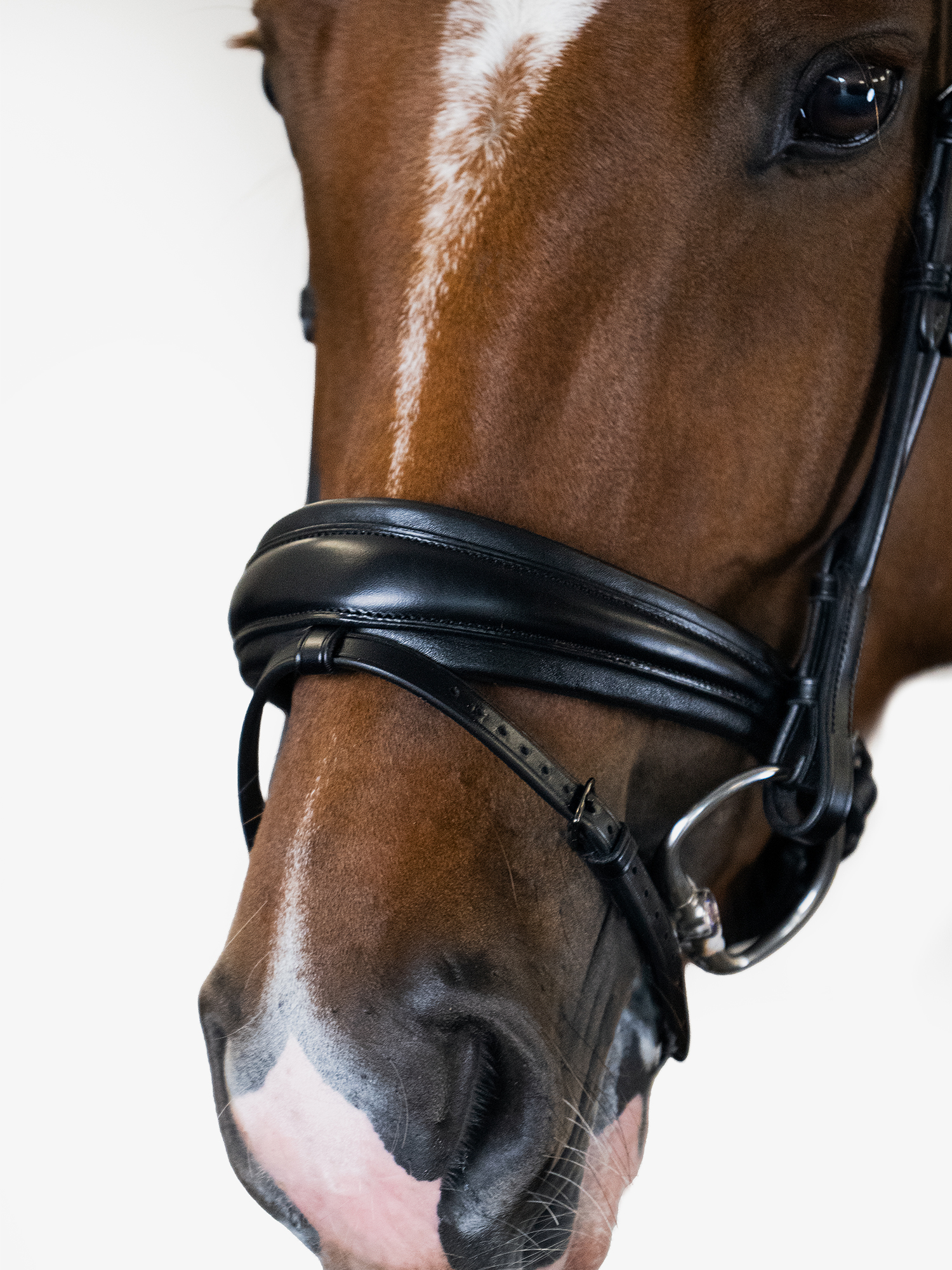 Bridle GP Black
