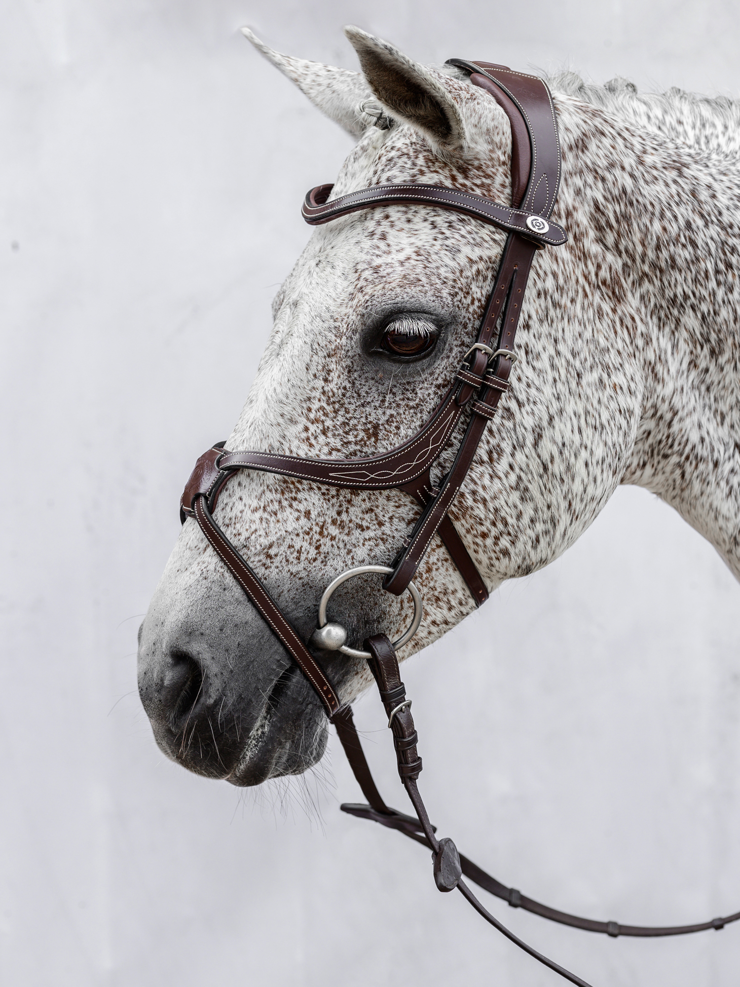 Athens Archive Bridle