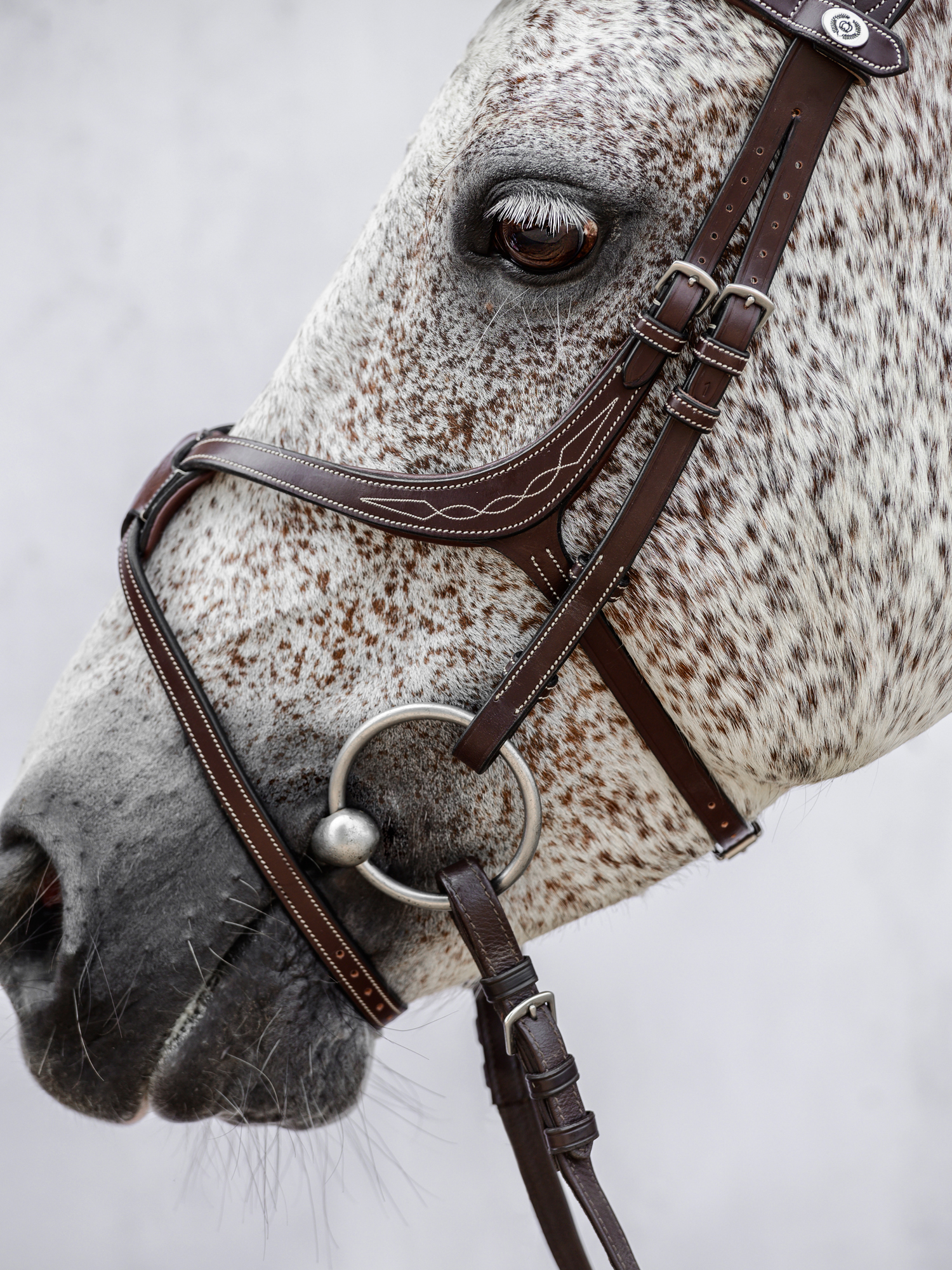 Athens Archive Bridle