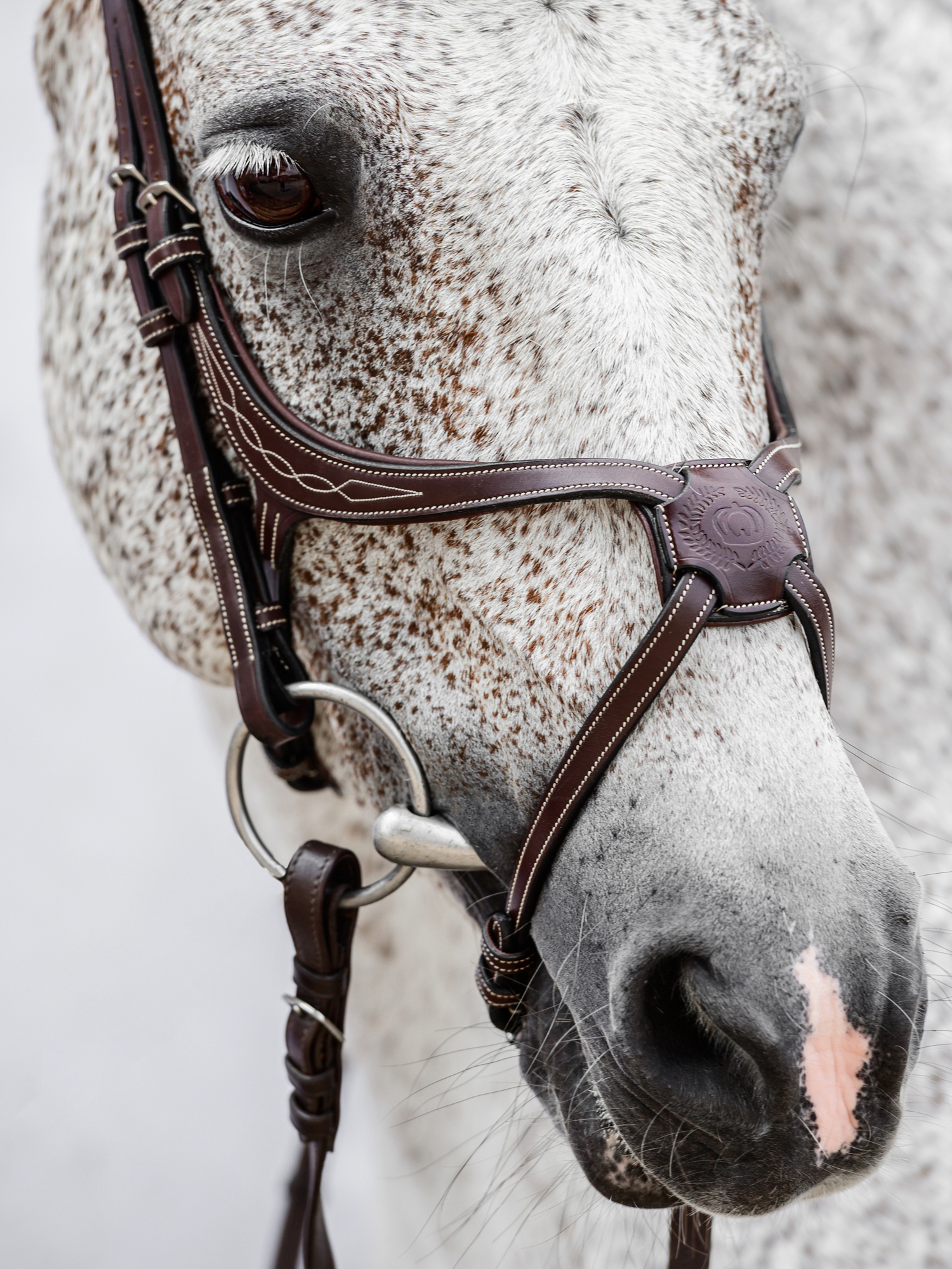 Athens Archive Bridle