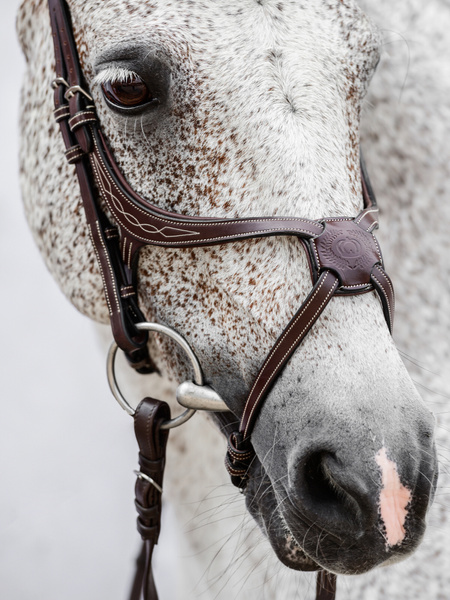 Athens Archive Bridle