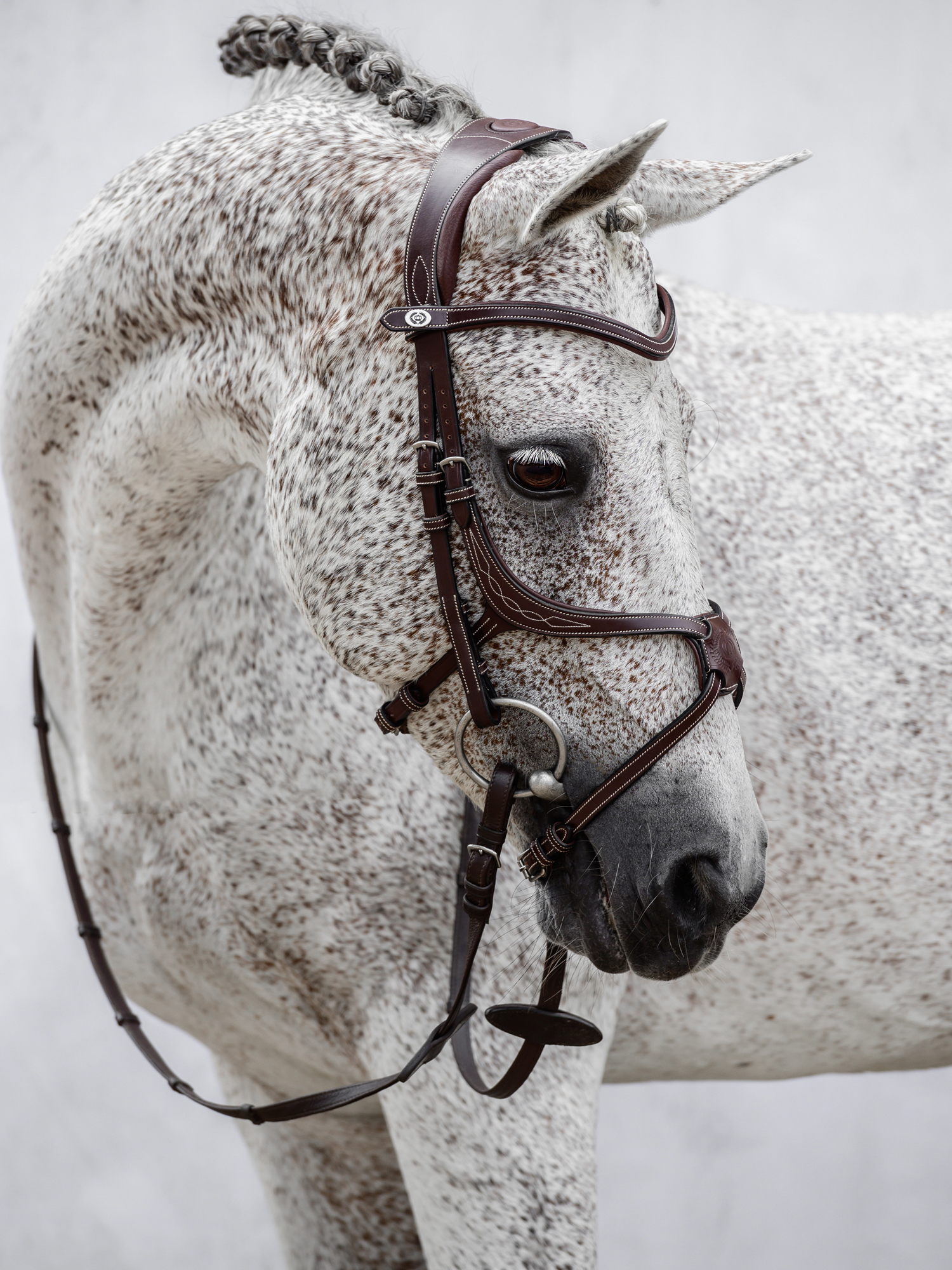 Athens Archive Bridle